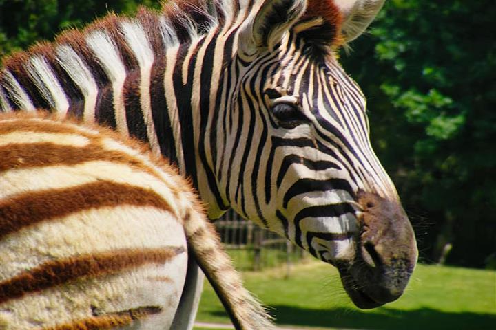 Le zoo de Branféré - à 15 mn du Camping de Brouël - Camping de Brouel - Ambon