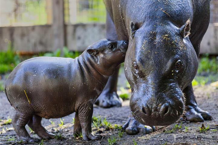 Camping de Brouel- zoo de Branféré, des nouveautés chaque année - Camping de Brouel - Ambon