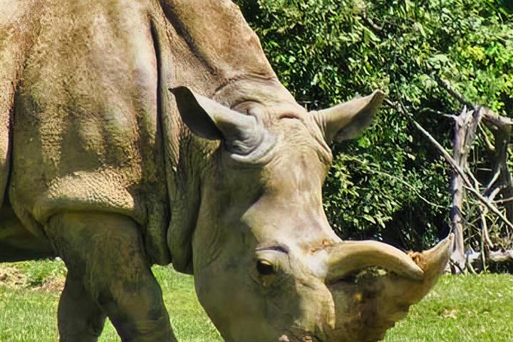 Camping de Brouel- zoo de Branféré  - Camping de Brouel - Ambon