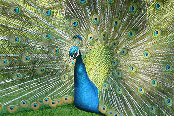 Camping de Brouel- zoo de Branféré, le plaisir des yeux - Camping de Brouel - Ambon