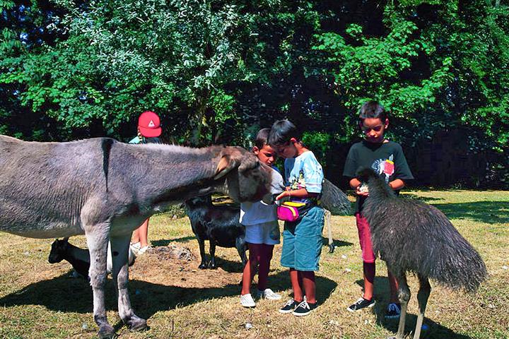 Camping de Brouel- Branféré les animaux à porté de main - Camping de Brouel - Ambon