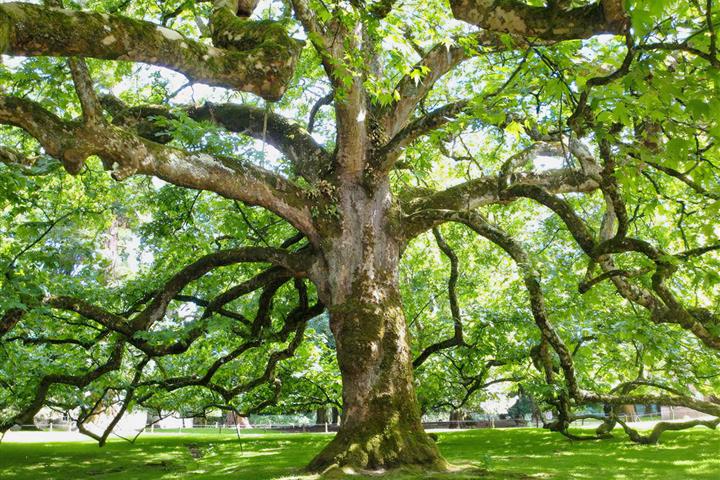 Camping de Brouel- parc de Branféré, à voir aussi pour les arbres - Camping de Brouel - Ambon