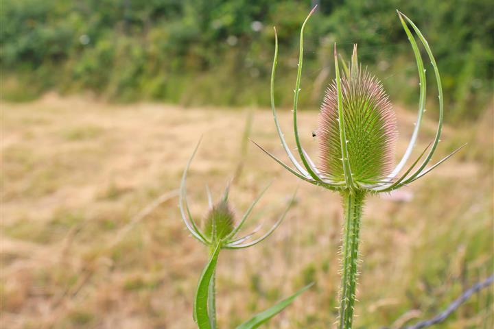 Camping de Brouel- la biodiversité sur les dunes d'Ambon - Camping de Brouel - Ambon